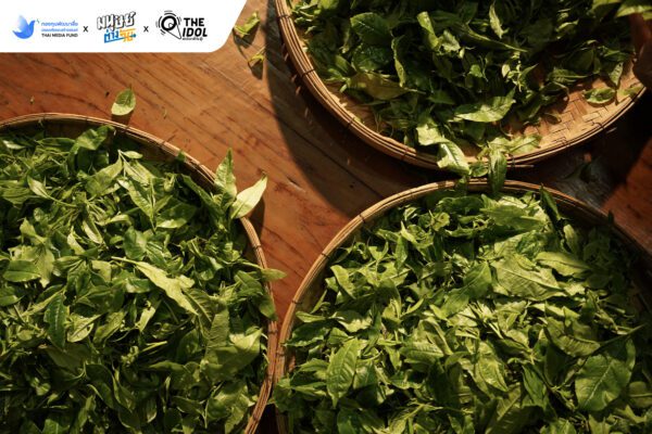 สหรีจันตา Sahrey Chanta Organic 