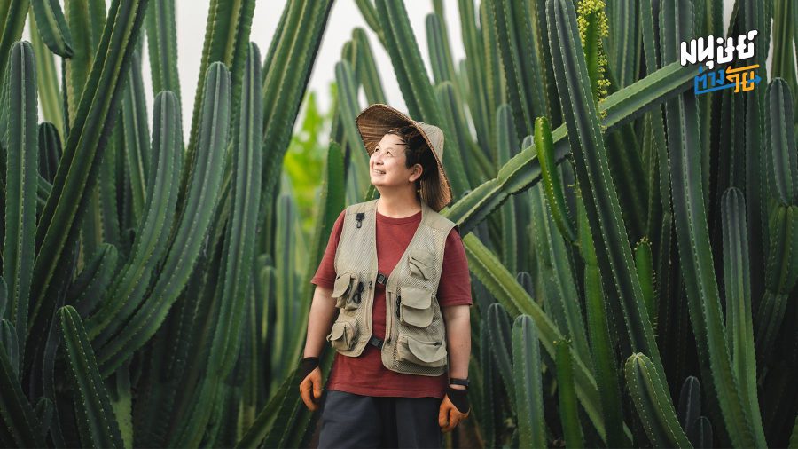‘ไร่วันยังขำ’ สวนกระบองเพชรยักษ์กินได้ ที่เริ่มต้นจากความล้มเหลวในวัย 50+